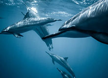 开云官网-宁波男篮社媒分享视频：团建日，movie with barbecue